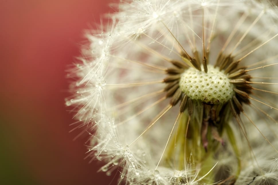 white dandelion preview