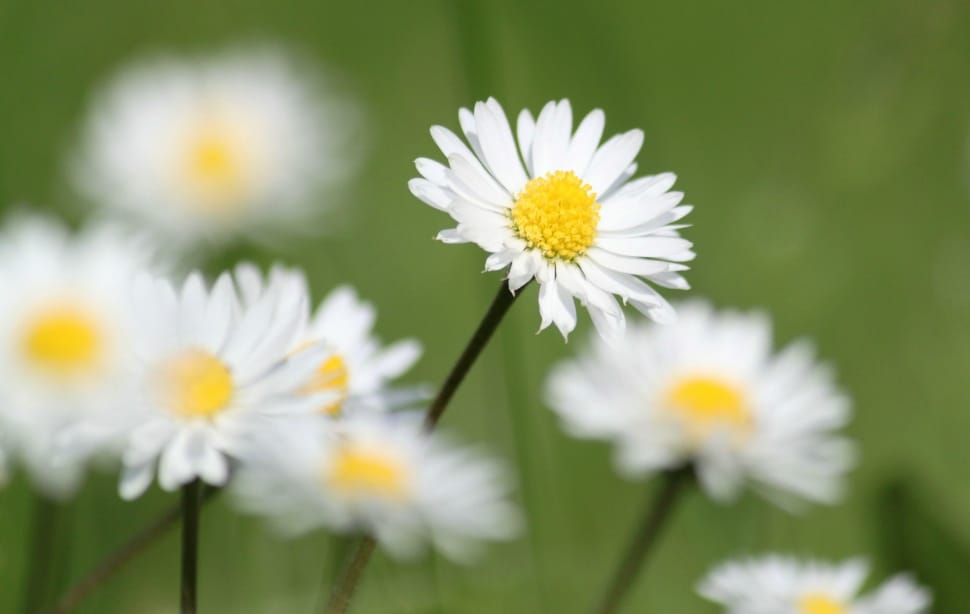 close of photo of Daisy flower preview