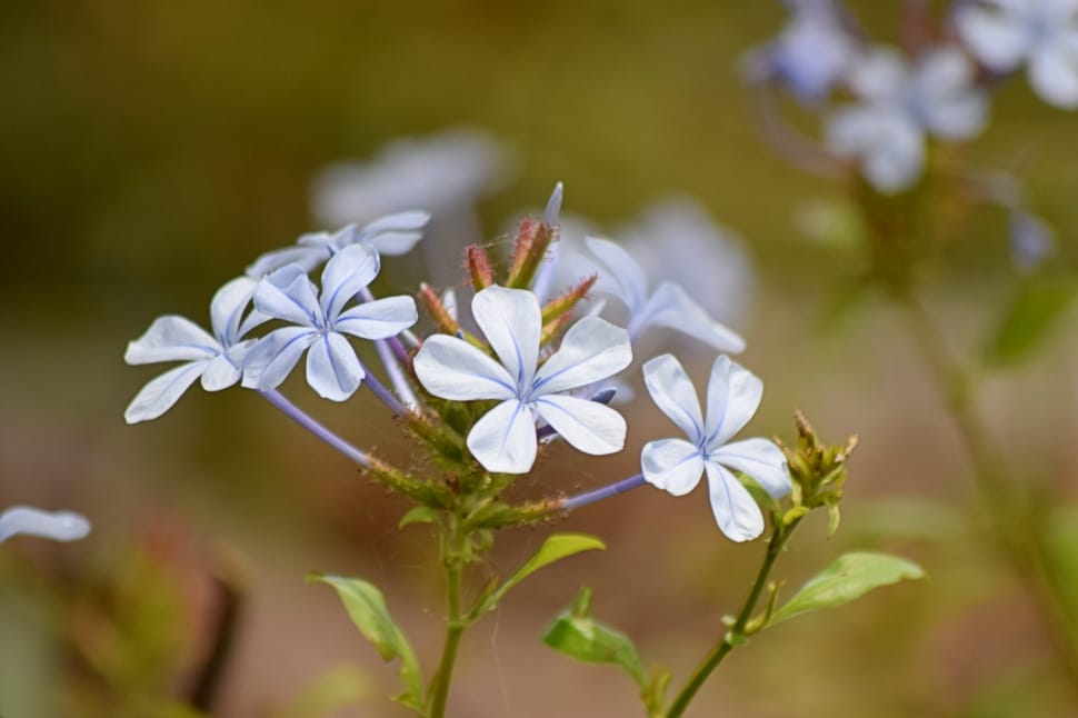 white geranium flower preview