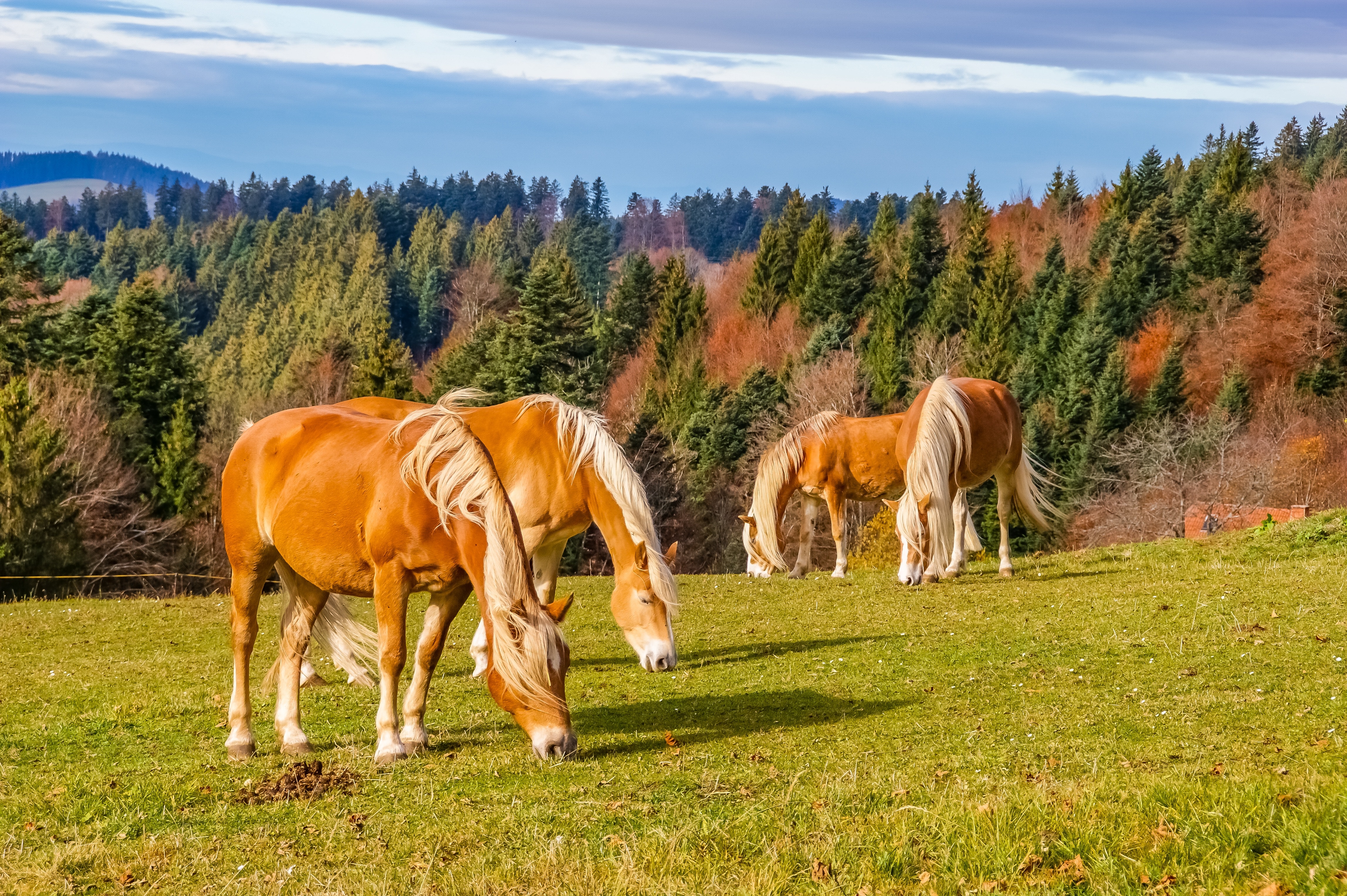 Horses, Way, Meadow, Black Forest, grass, tree