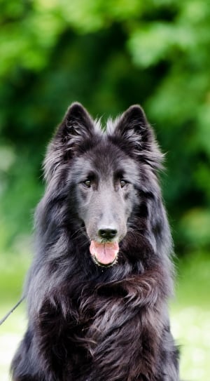black belgian sheepdog thumbnail