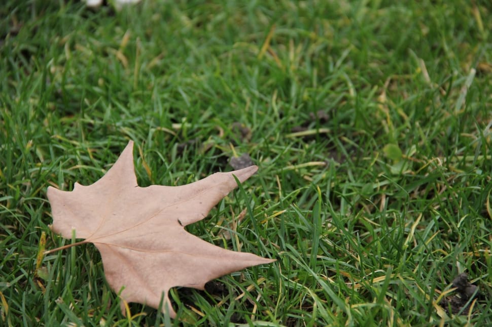 dried maple leaf on green grass preview