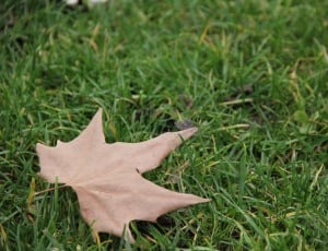 dried maple leaf on green grass thumbnail