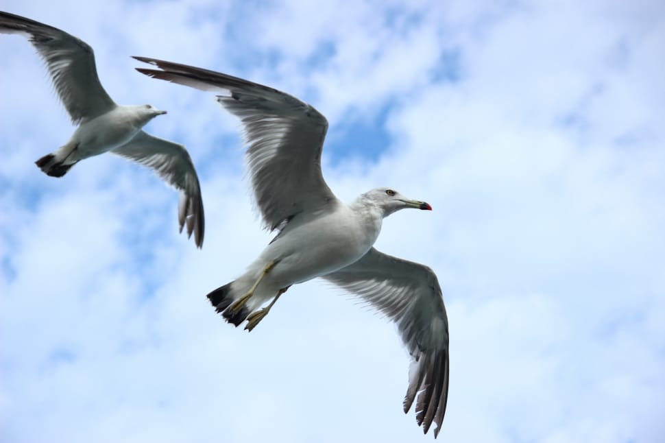 two seagulls during daytime preview