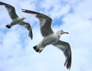 two seagulls during daytime thumbnail