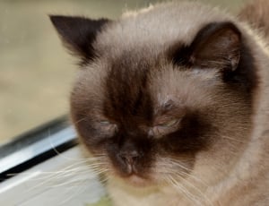 black and gray medium fur cat thumbnail