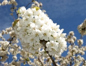 White, Cherry Branches, Flower, Sky, flower, white color thumbnail