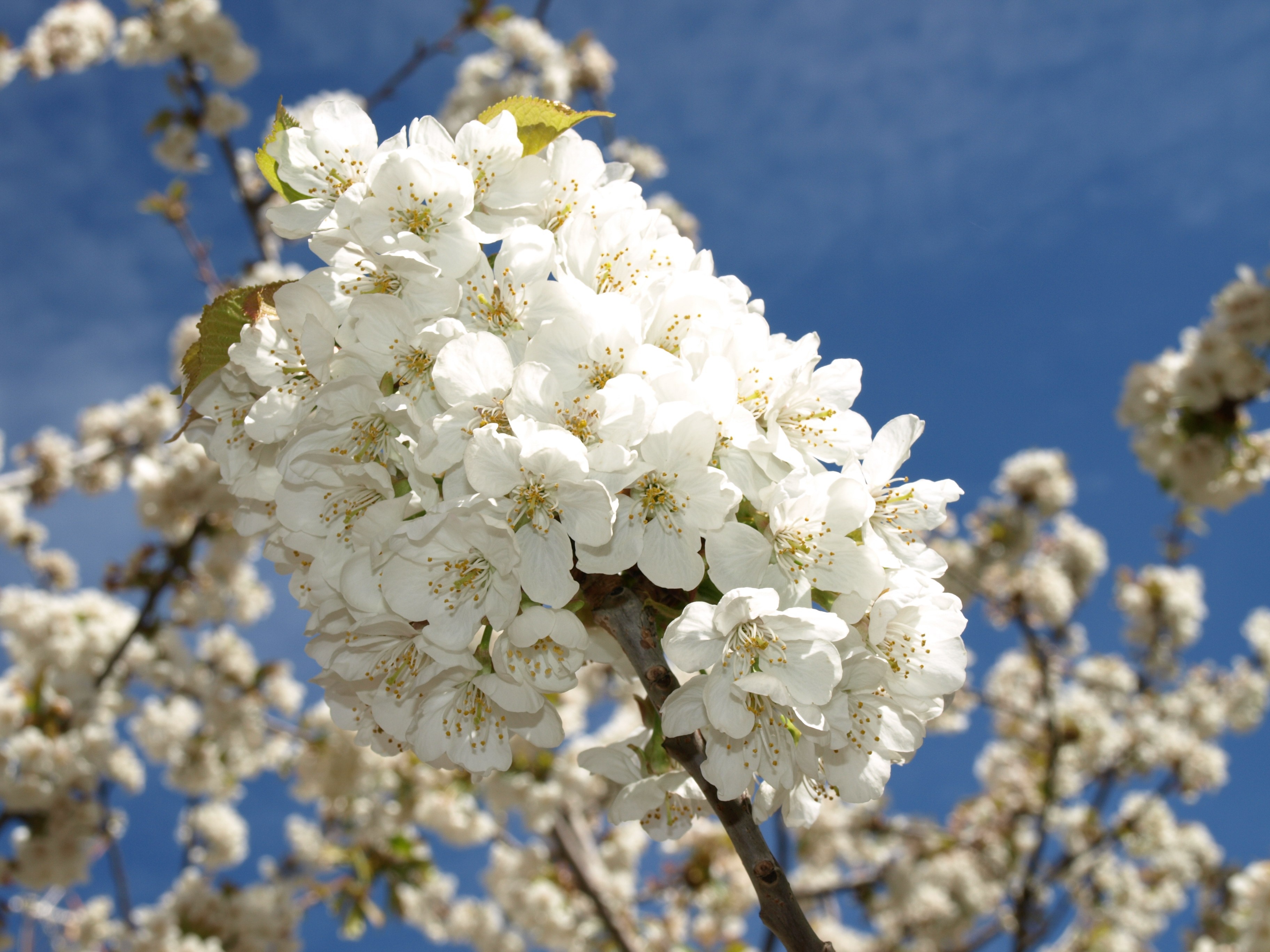 White, Cherry Branches, Flower, Sky, flower, white color