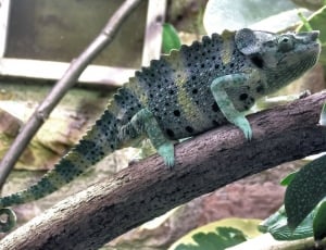 Mellers Chameleon, Trioceros Melleri, reptile, animal themes thumbnail