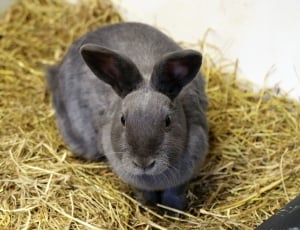 gray rabbit thumbnail