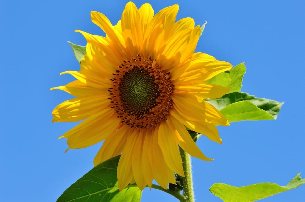 sunflower preview