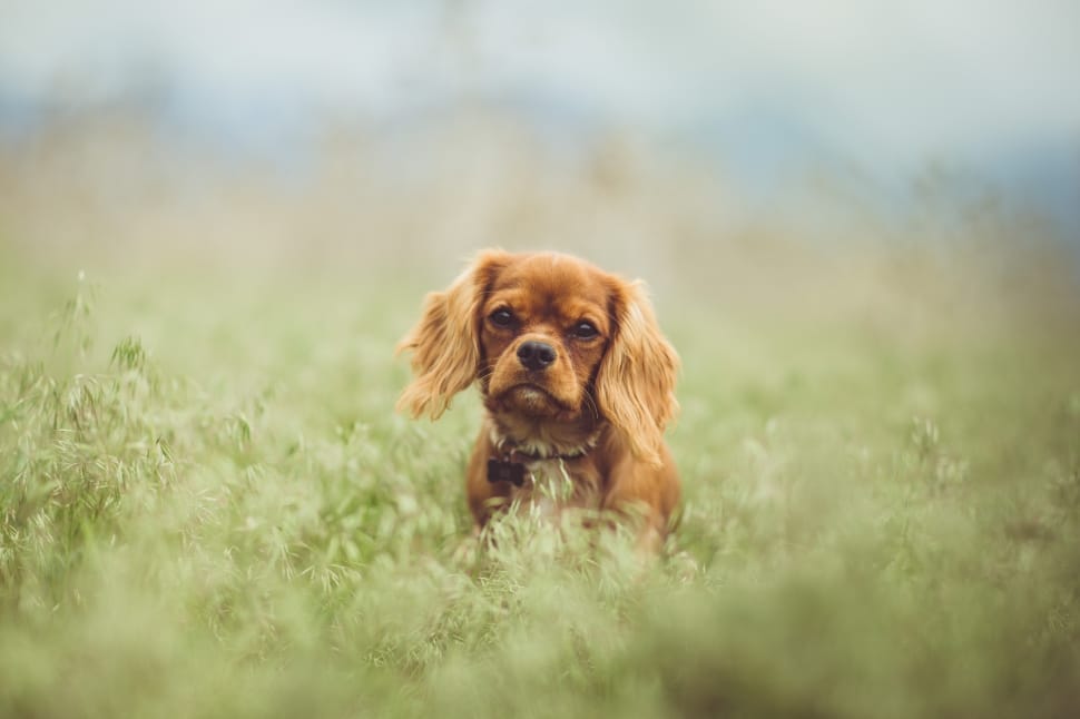 tan and white cavalier king charles spaniel preview