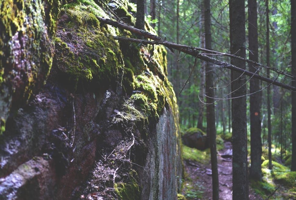 Mood, Stone, Moss, Rock, Nature, Forest, forest, tree preview