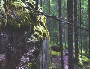 Mood, Stone, Moss, Rock, Nature, Forest, forest, tree thumbnail