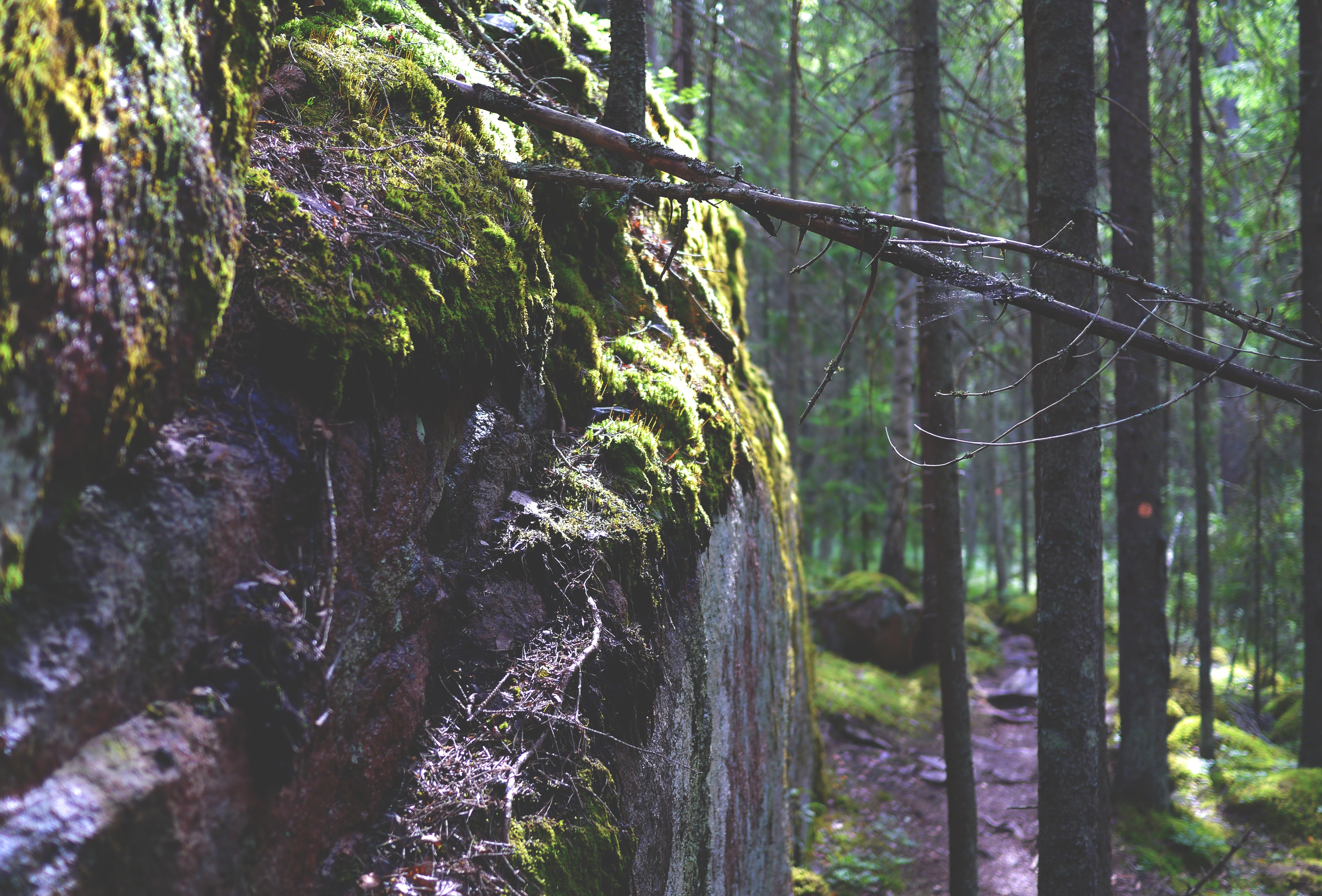 Mood, Stone, Moss, Rock, Nature, Forest, forest, tree
