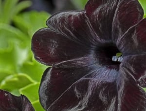 black leaf flower thumbnail