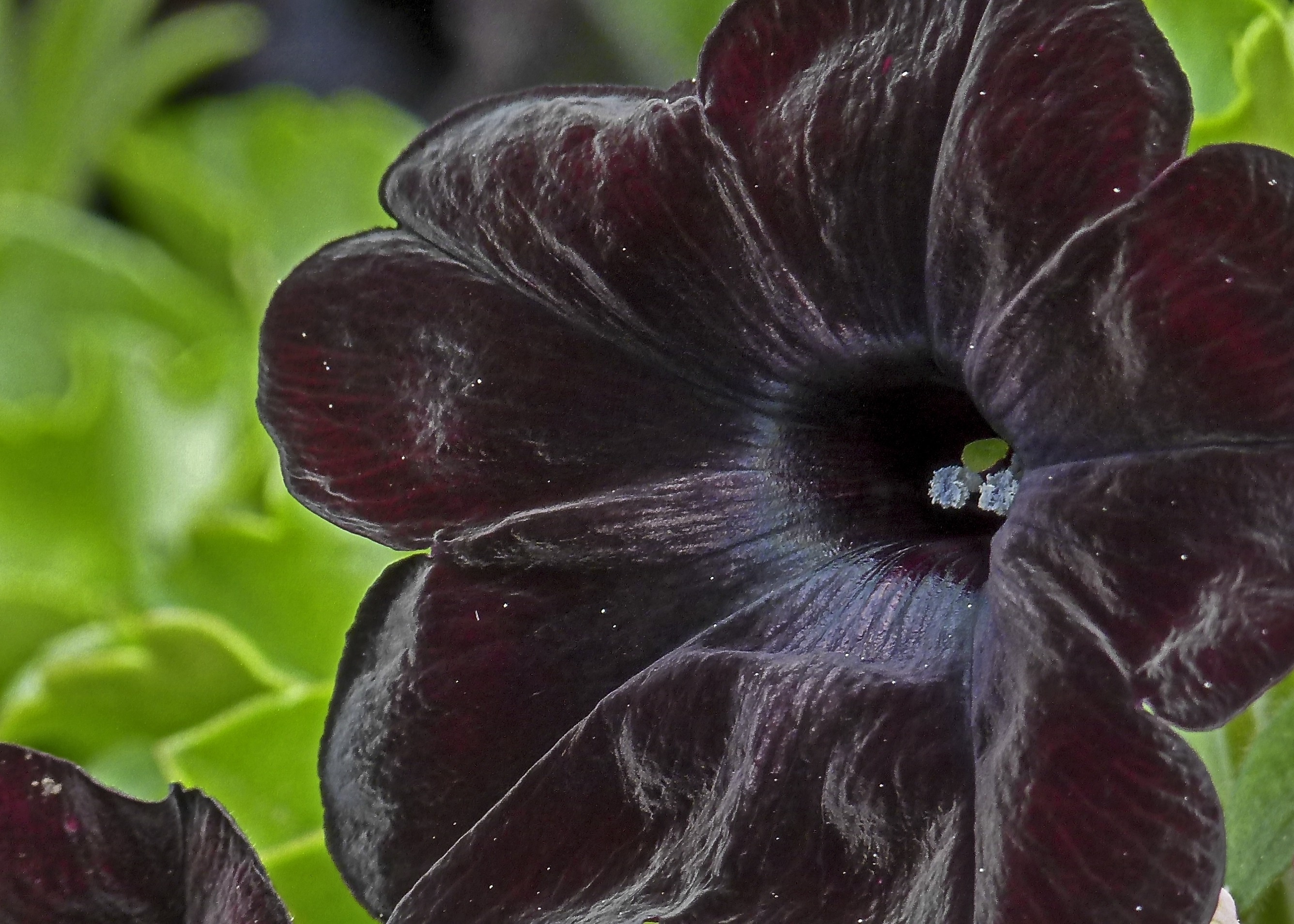 black leaf flower