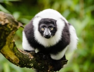 white and black long haired animal thumbnail