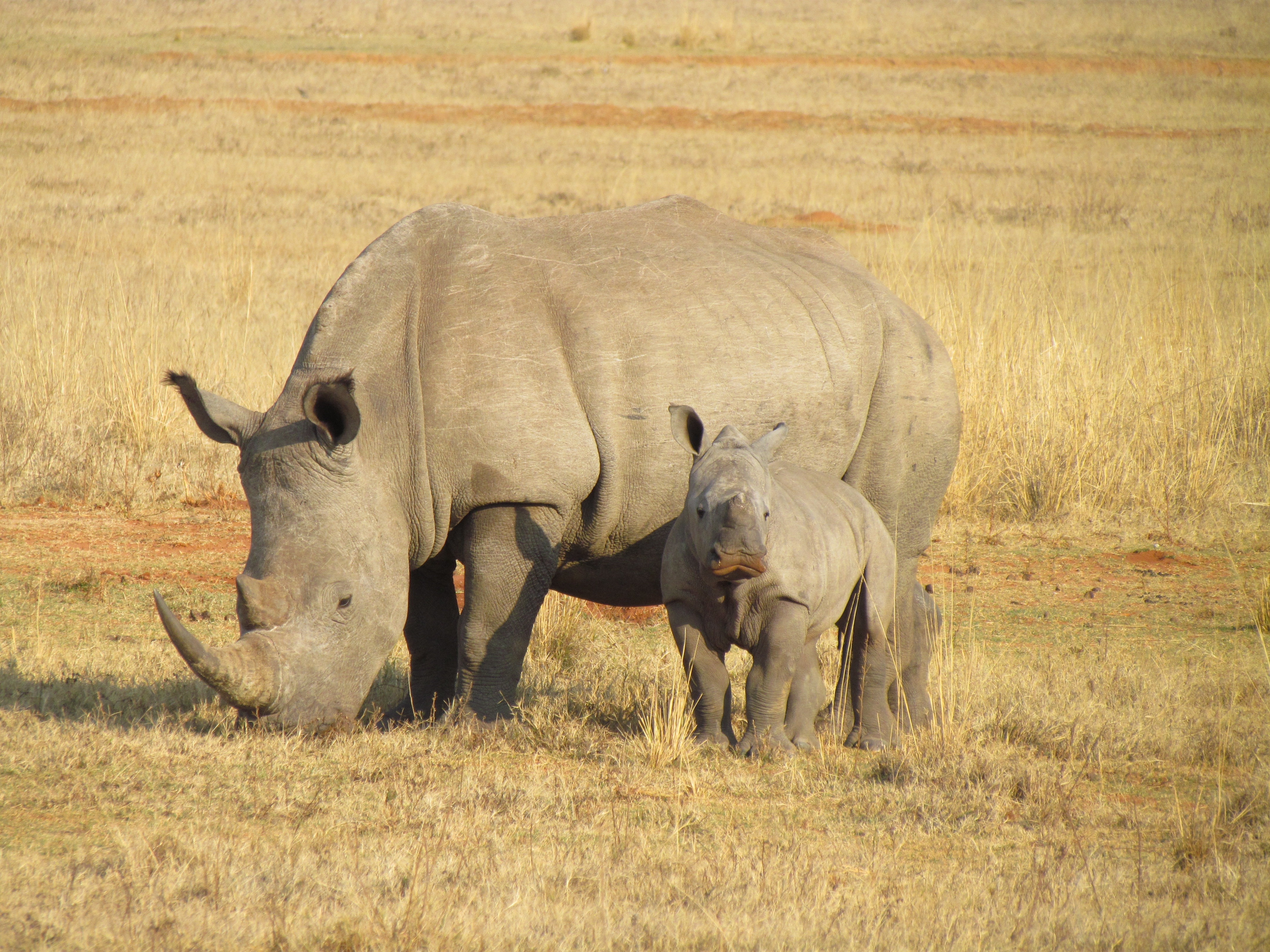 Носорог это какое животное. Носорог Нгоронгоро Крюгер Серенгети. Африка Саванна носорог. Белый носорог в Африке. Тарангире носорог.