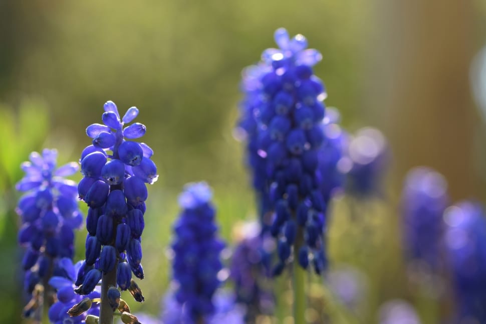 Bloom, Flower, Grape Hyacinth, Blossom, flower, purple preview