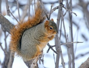 squirrel on tree branch thumbnail