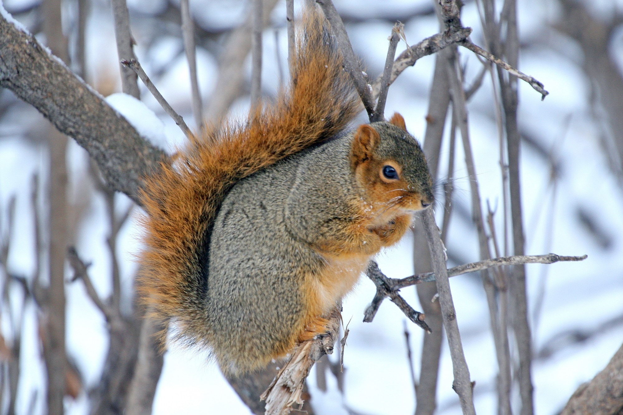 squirrel on tree branch