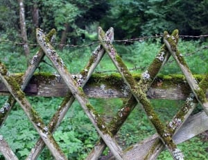 algae on brown wooden fences during daytime thumbnail
