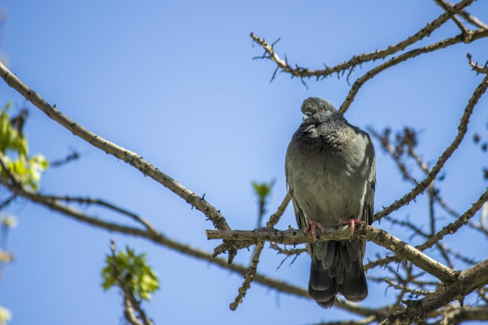 gray feathered bird at the branch preview