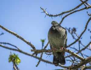 gray feathered bird at the branch thumbnail