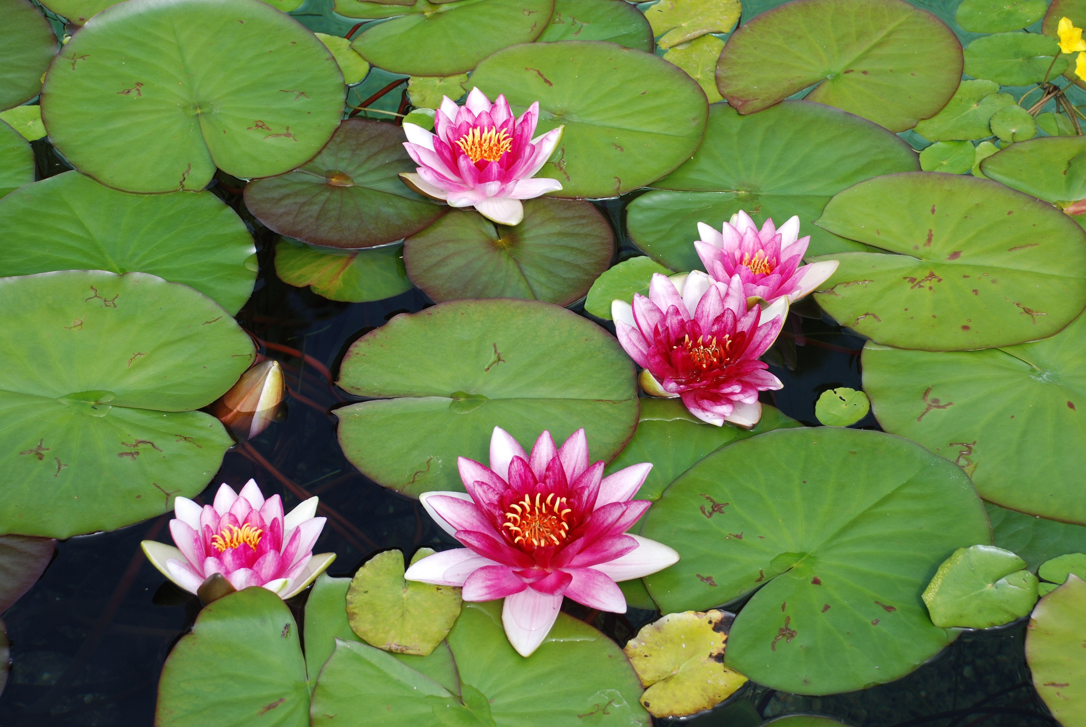 water lily flower free image | Peakpx