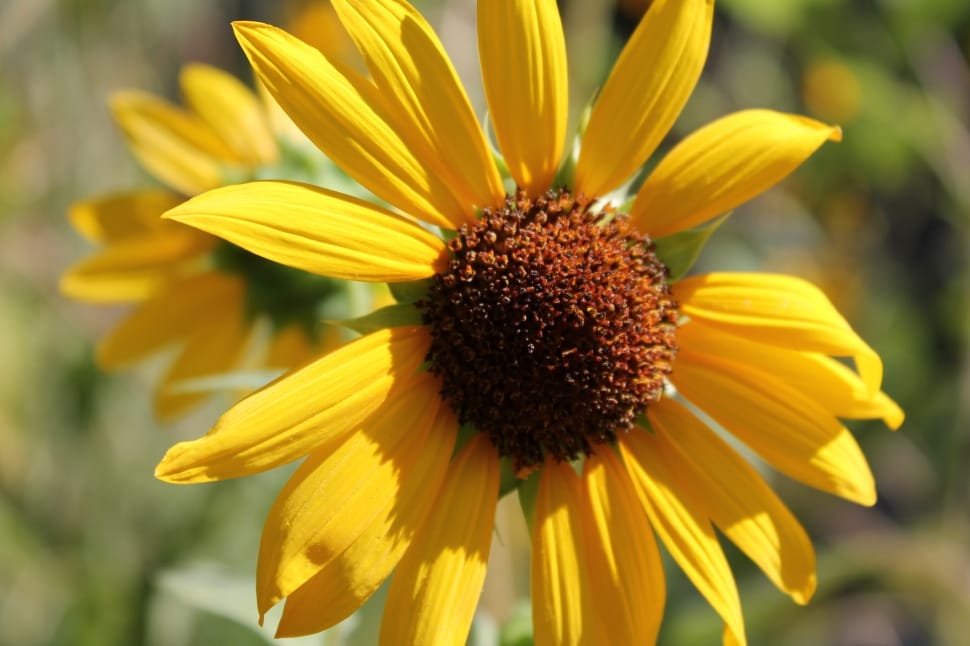 yellow sun flower preview