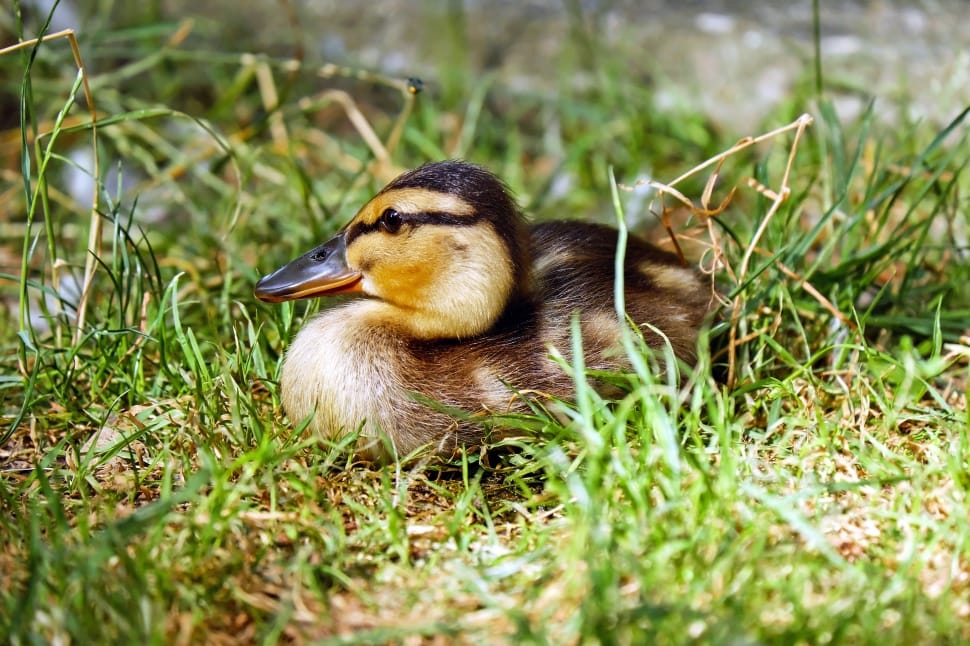 black and brown duckling preview