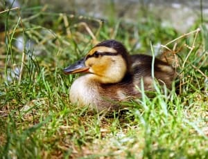 black and brown duckling thumbnail