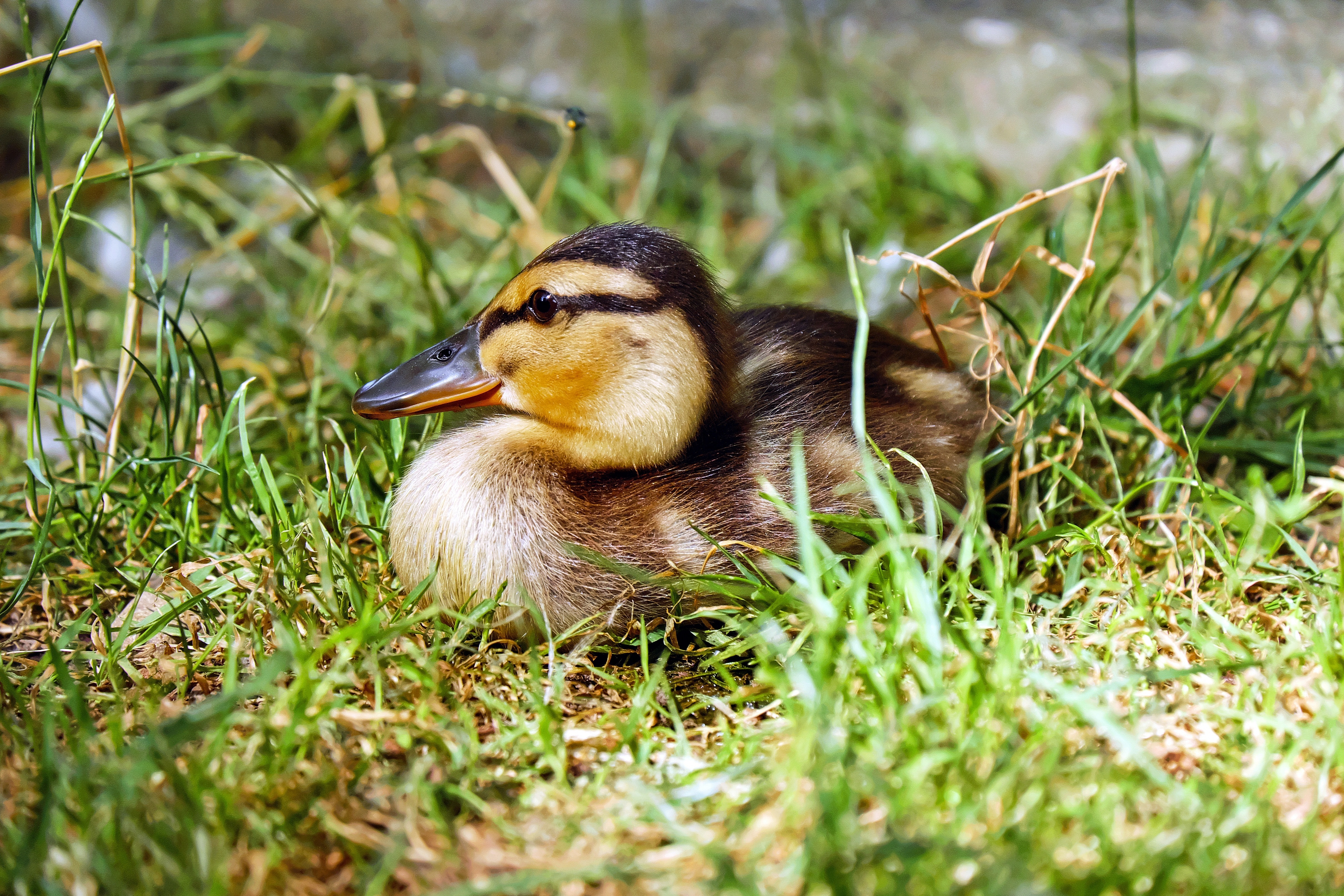 black and brown duckling