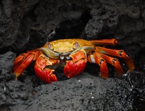 yellow and orange crab thumbnail