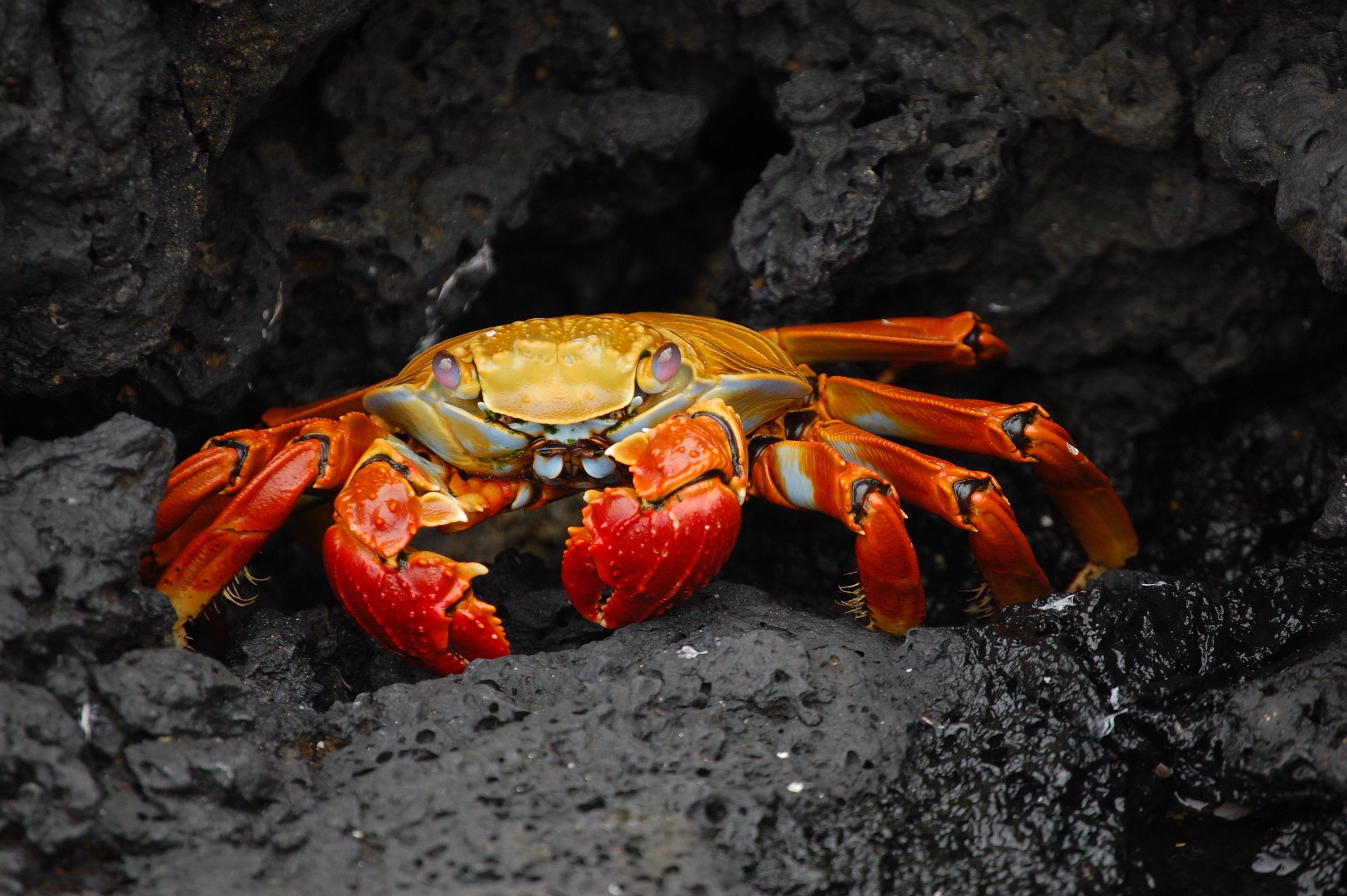 yellow and orange crab