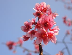 cherry blossoms flower thumbnail