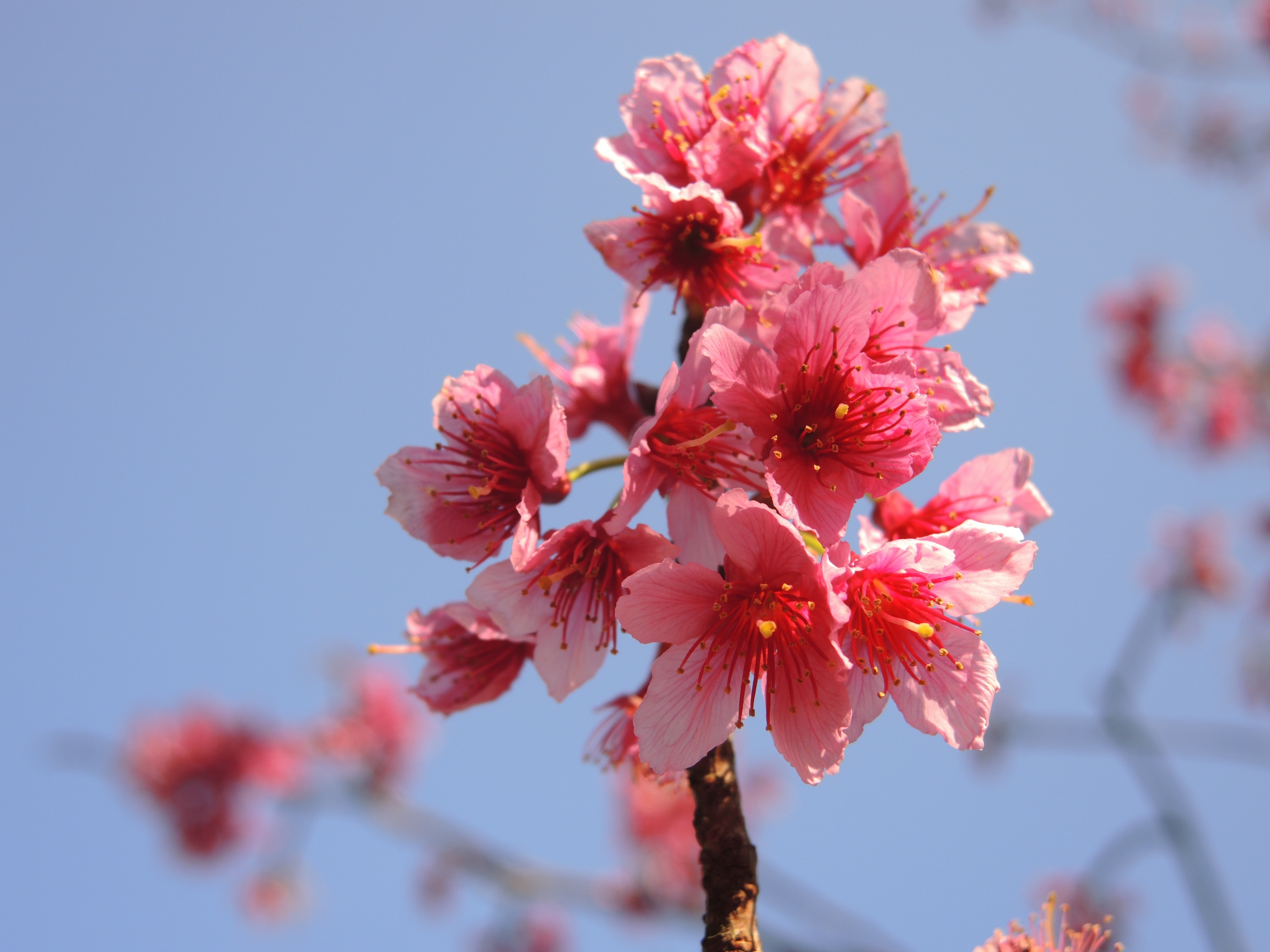cherry blossoms flower