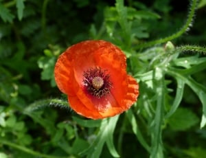 Poppy, Red, Green, Flower, Klatschmohn, growth, plant thumbnail