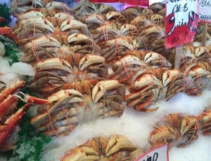 red and white crabs thumbnail