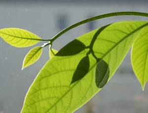 green plant leaf thumbnail