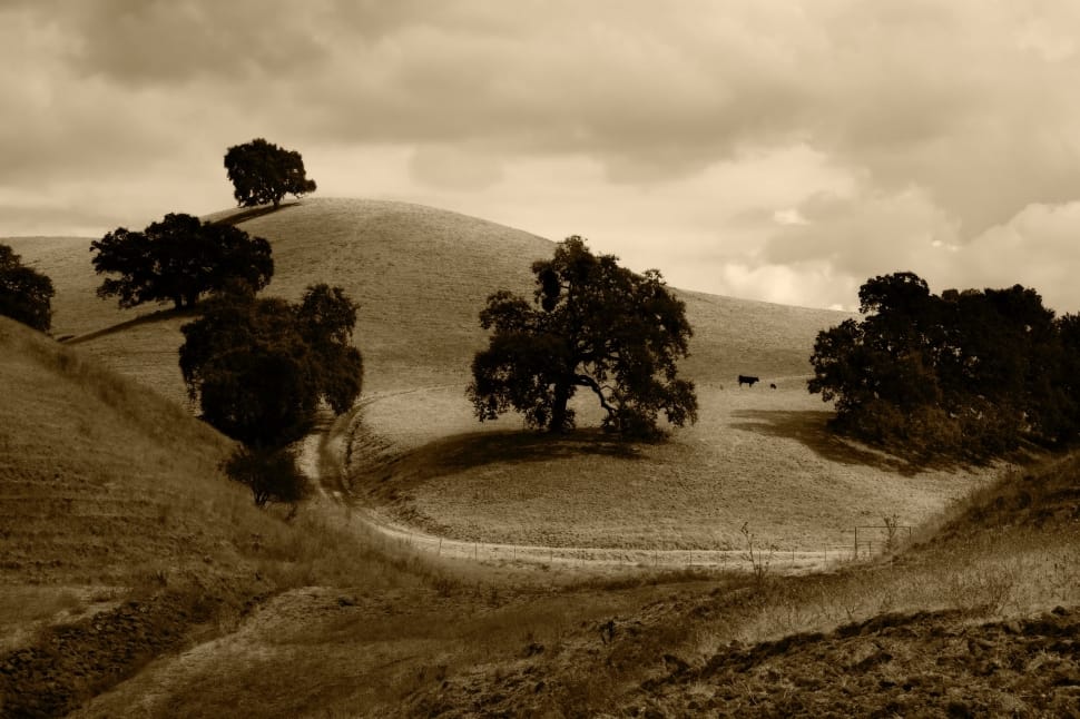sepia photo of trees and hills preview