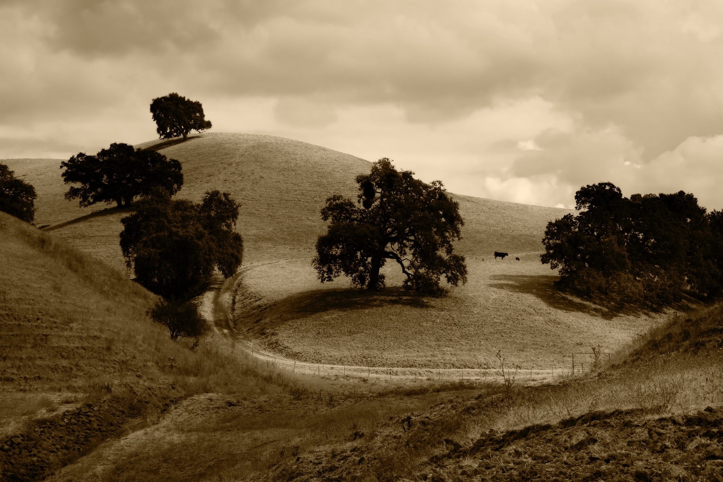 sepia photo of trees and hills