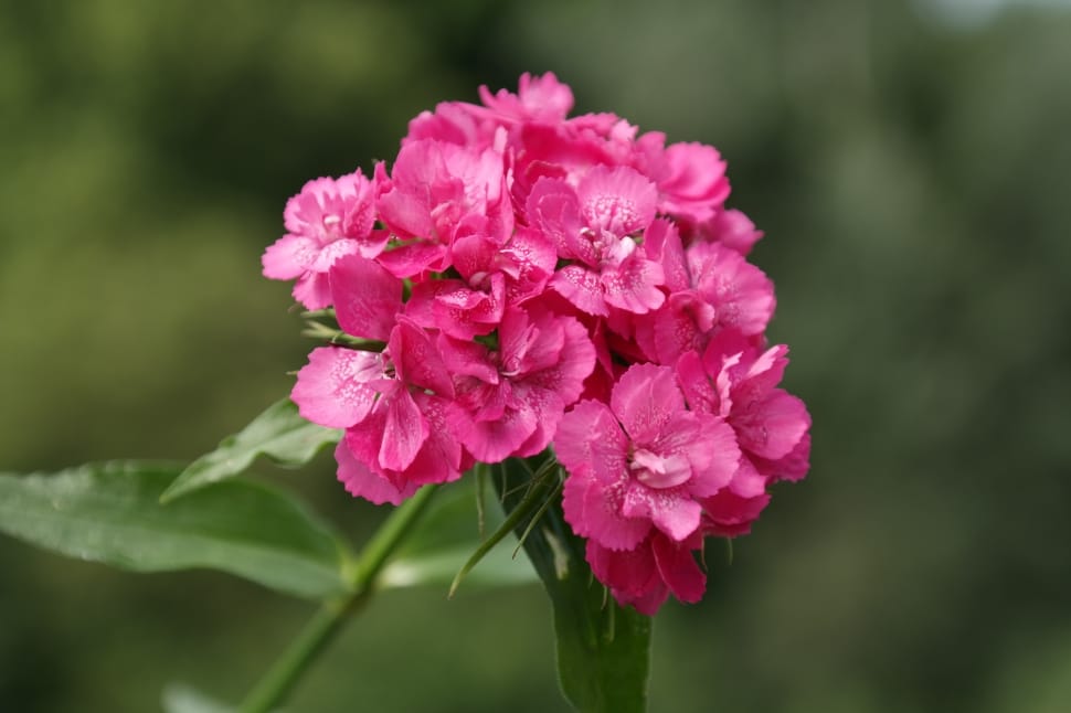 pink dianthus preview