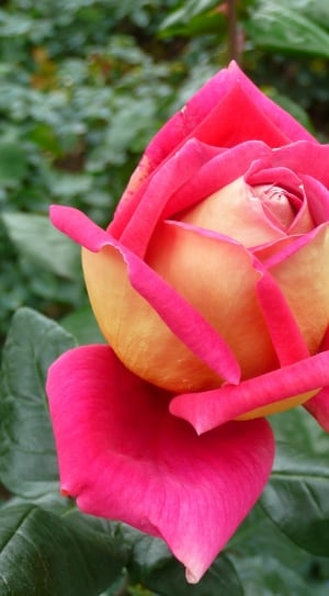 Rose, Flower, Natural, pink color, flower thumbnail