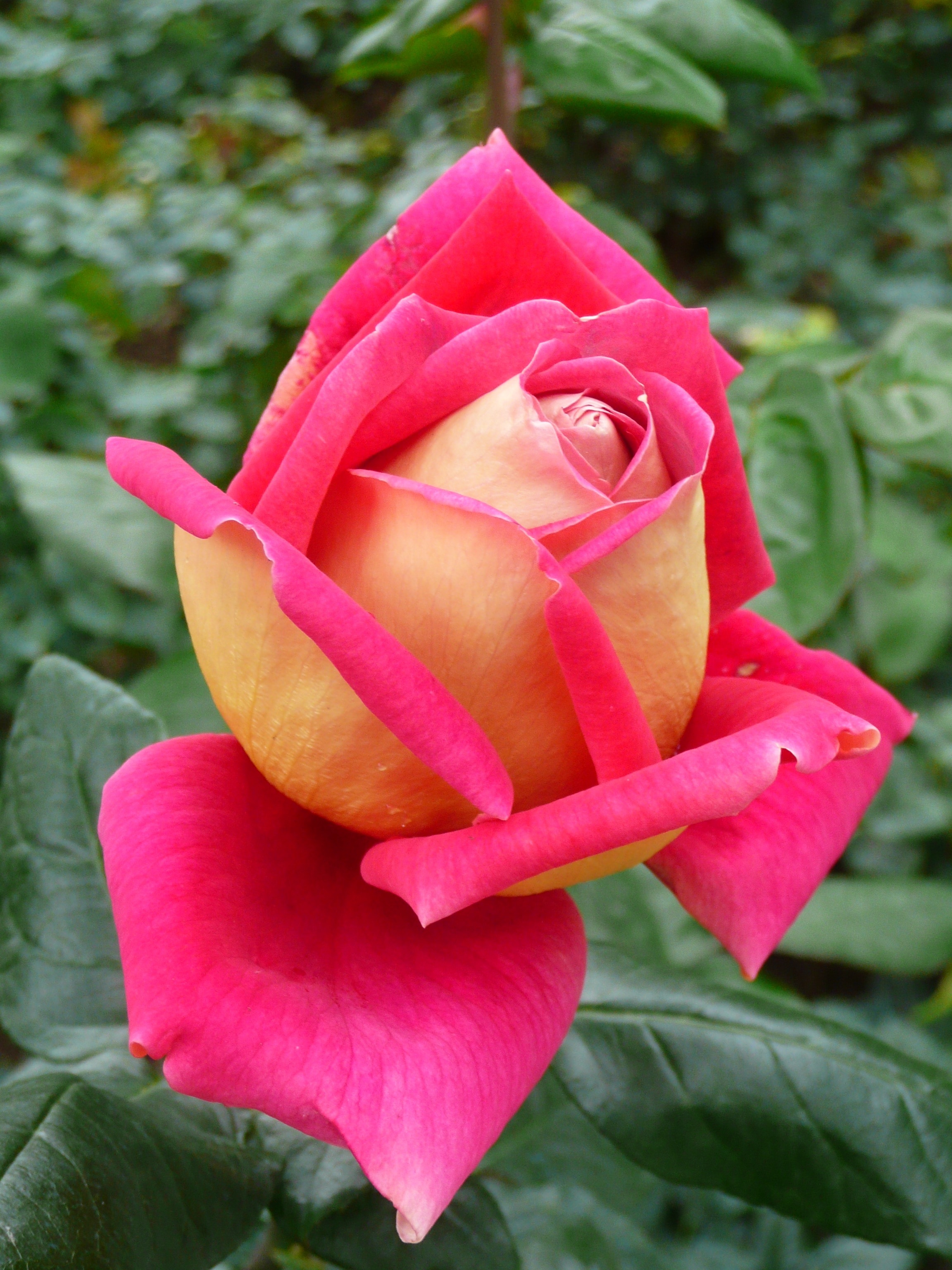 Rose, Flower, Natural, pink color, flower