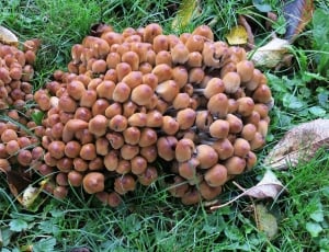 clustered mushroom thumbnail