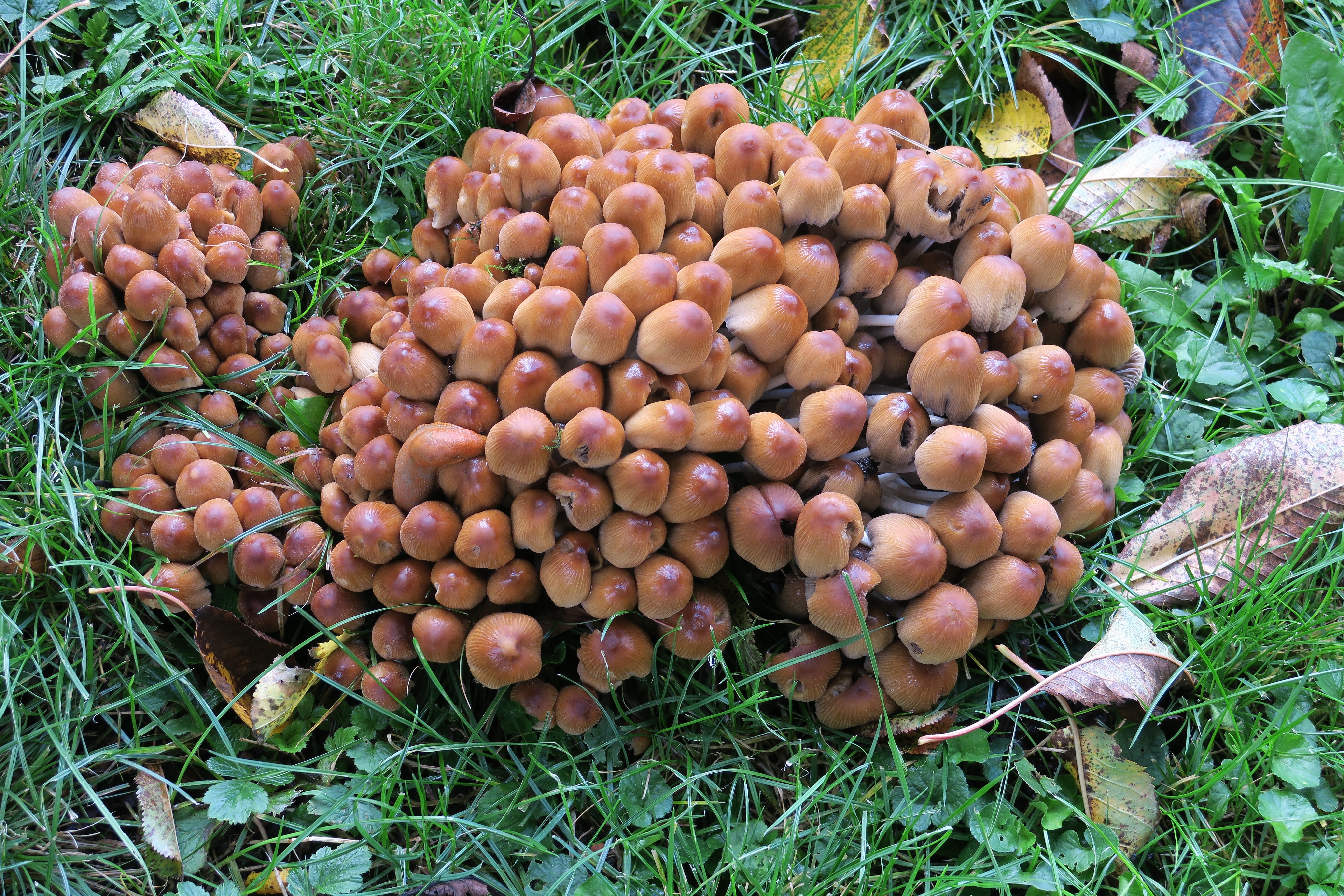 clustered mushroom