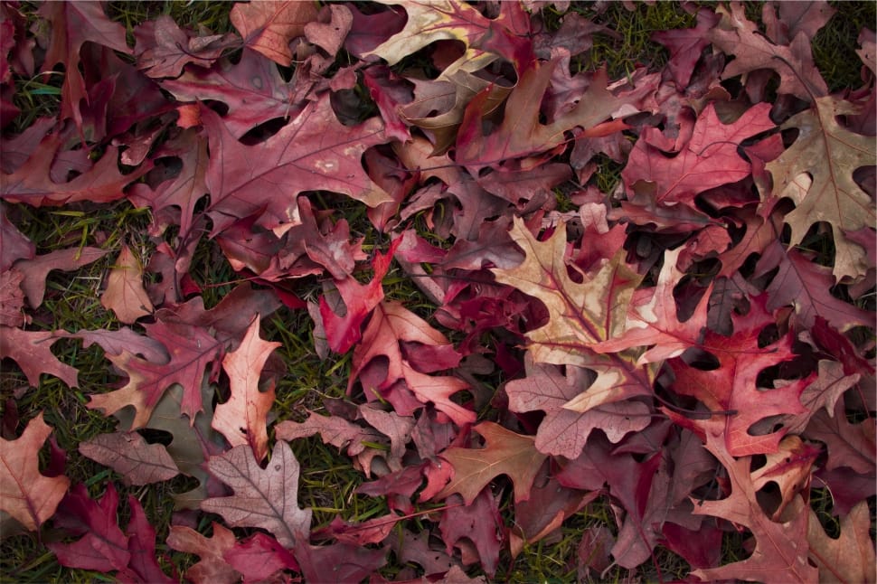 purple dried leaves preview