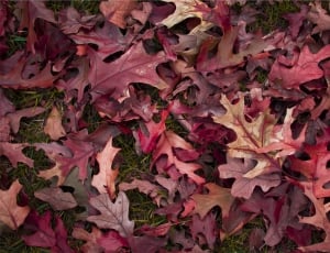purple dried leaves thumbnail